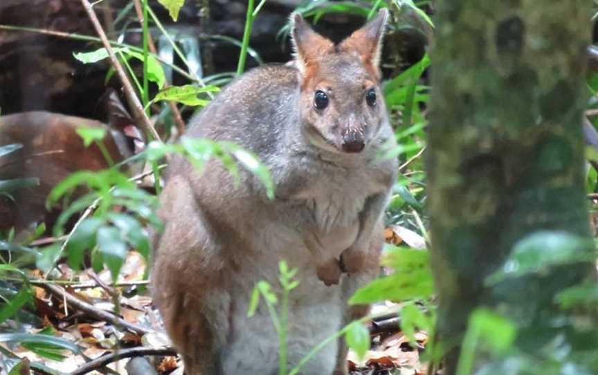 Vision Walks - Eco Tours, Byron Bay, NSW