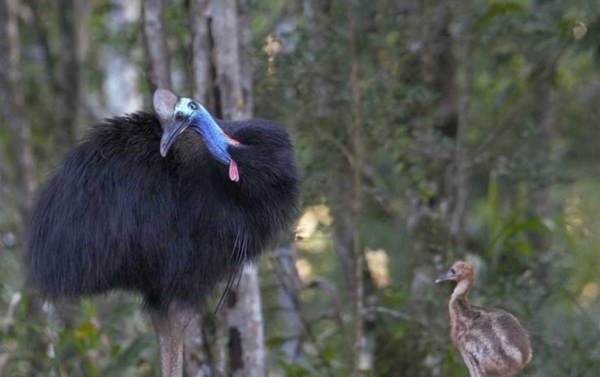 Eyes on Wildlife, Atherton, QLD