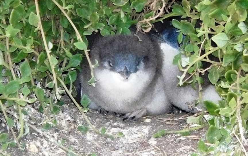 Exceptional Phillip Island Area Tours, Phillip Island, VIC