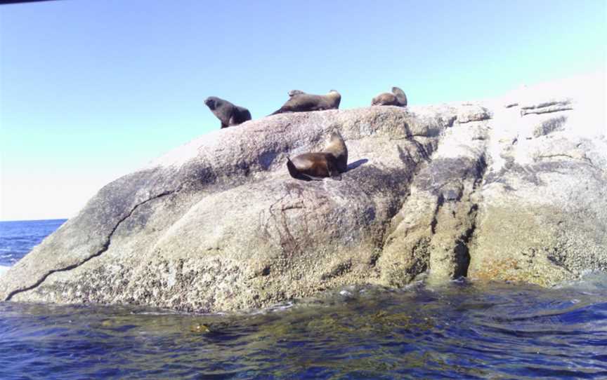 Bicheno's Glass Bottom Boat, Bicheno, TAS