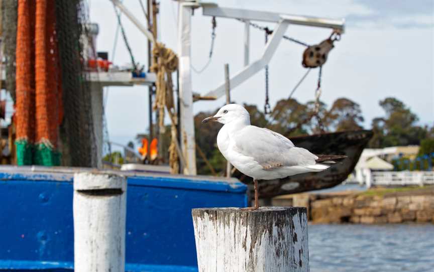 Merinda Cruises, Batemans Bay, NSW