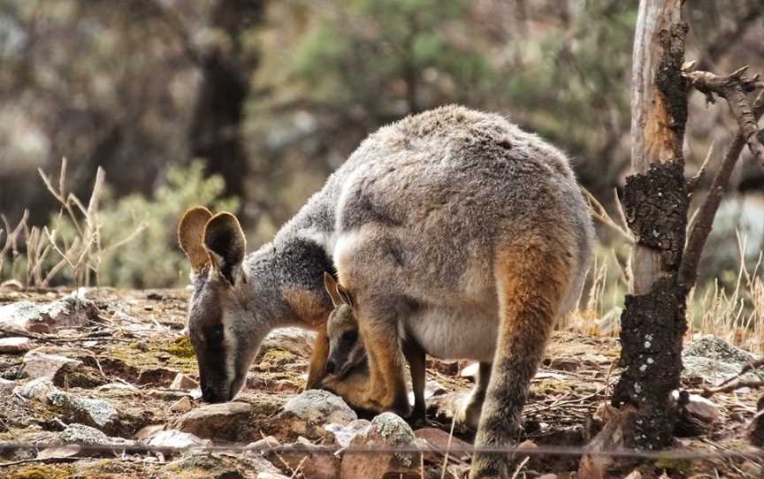 Flinders Experience 4WD Tours Day Tours, Hawker, SA