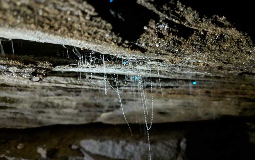 Blue Mountains Glow Worm Tours, Mount Tomah, NSW