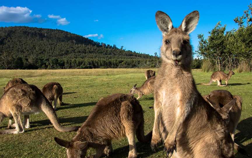 Pepper Bush Adventures - Day Tours, Scottsdale, TAS