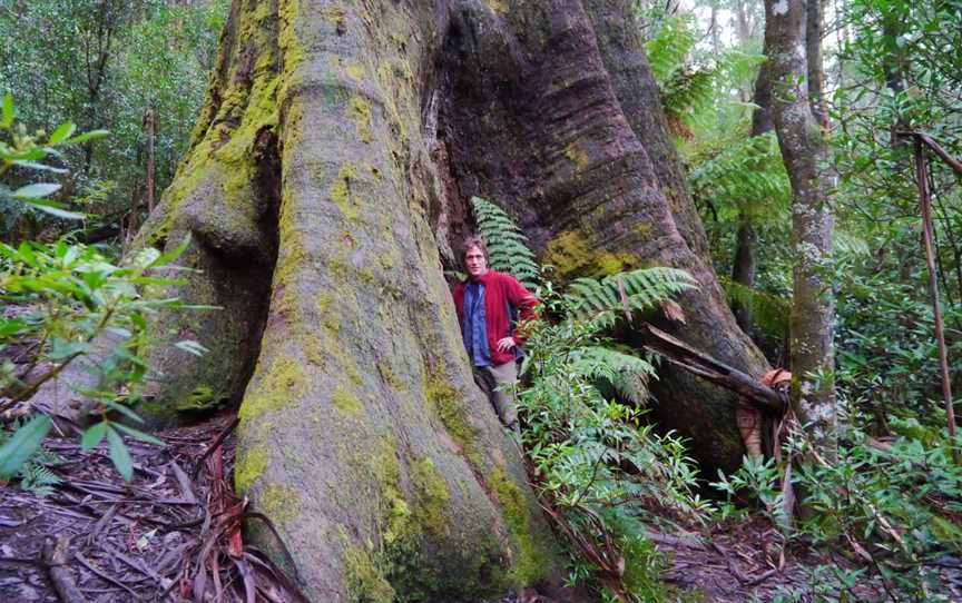 Giant Tree Expeditions, Hobart, TAS