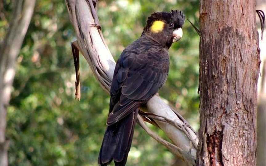 Dingo Tours, Randwick, NSW