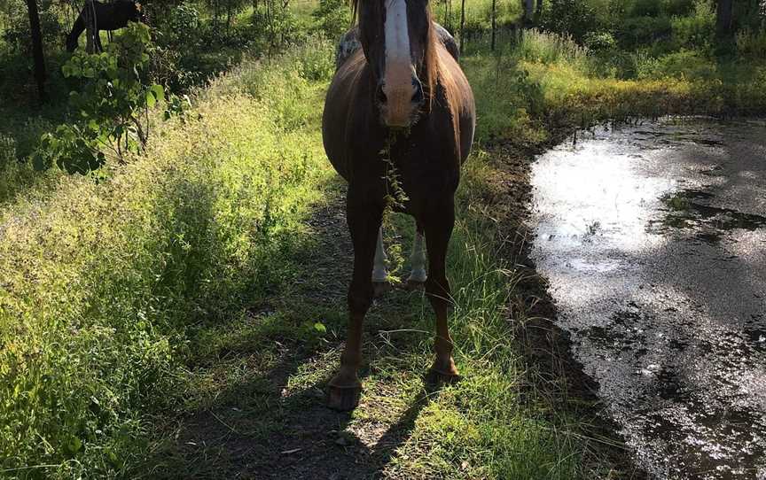 Stoney Creek Farmstay, Mackay, QLD