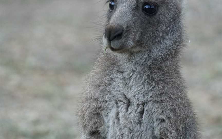 Good Times Tours, Melbourne, VIC