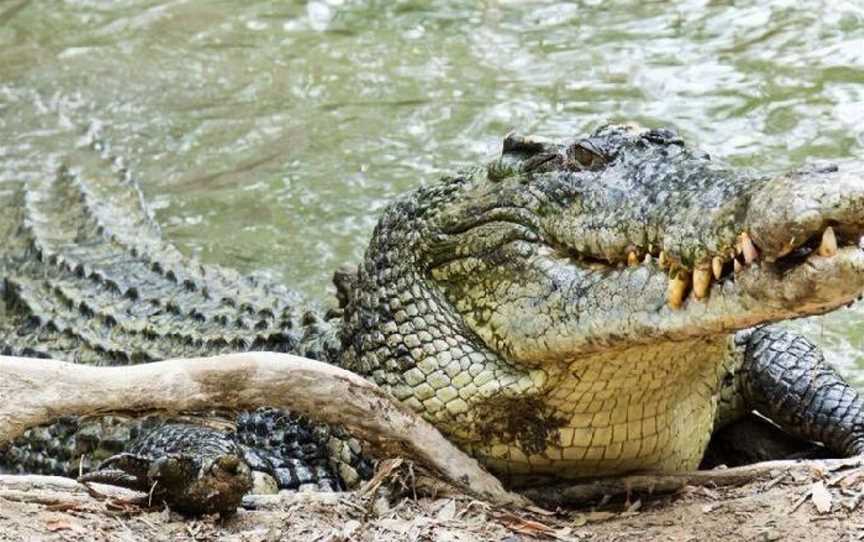 Daintree Crocodile Tours, Daintree, QLD