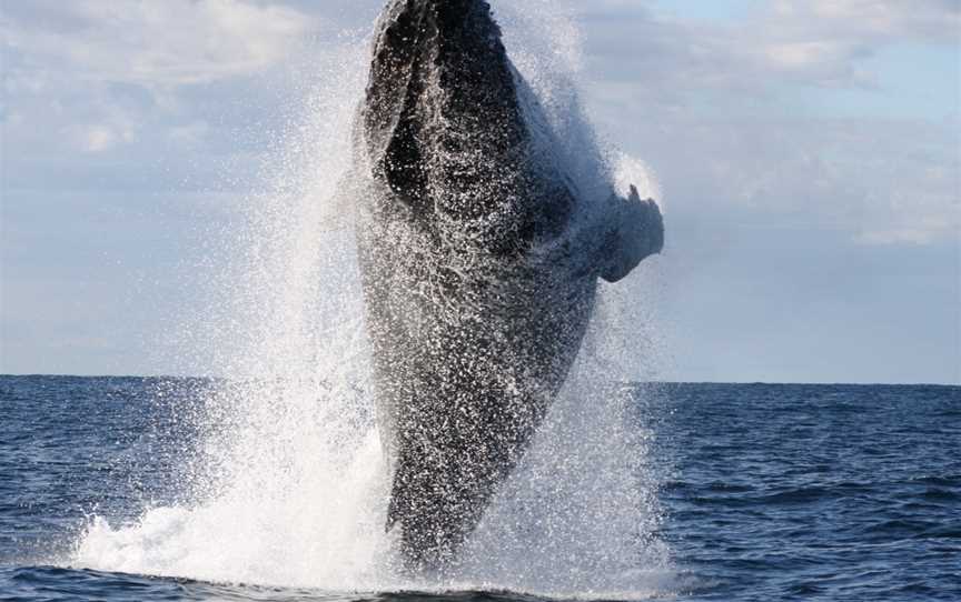 Terrigal Ocean Tours, Terrigal, NSW