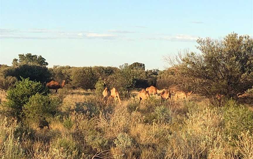 Uluru Limousine Tours, Yulara, NT