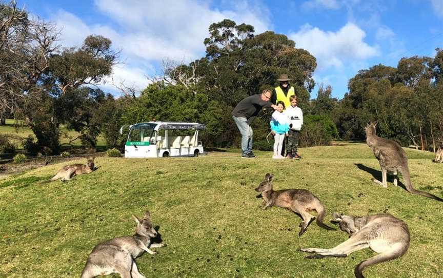 Kangaroo Viewing Tours Anglesea, Anglesea, VIC