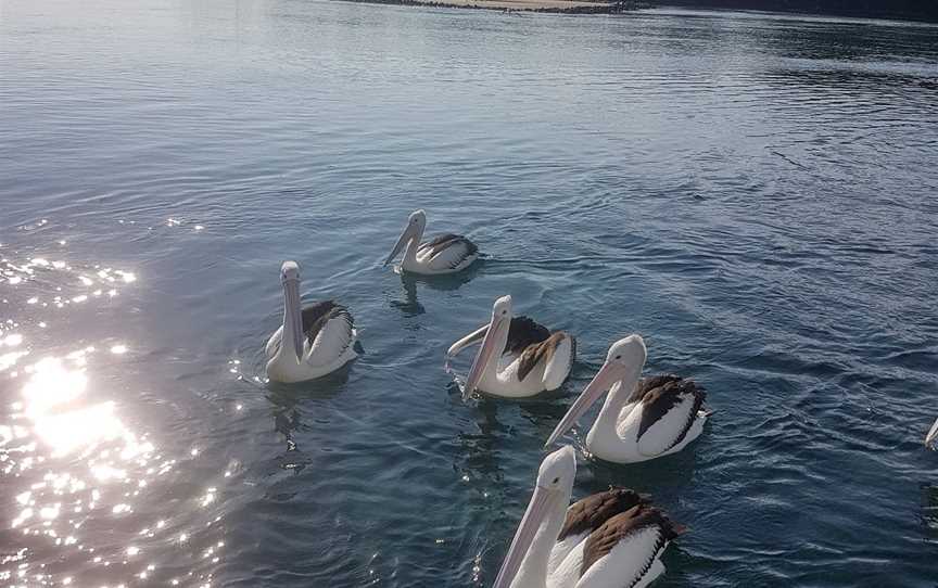 Sheriff Fishing Charters, Narooma, NSW