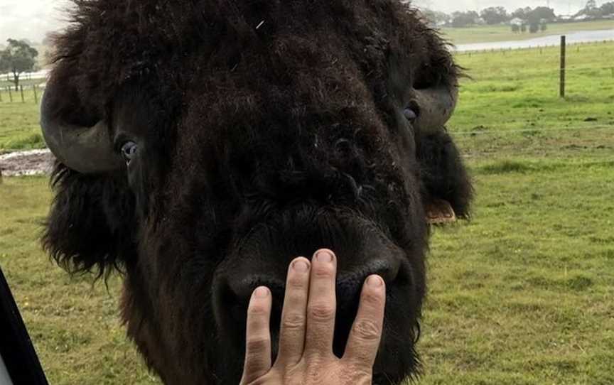 Hunter Valley Bison, Morpeth, NSW