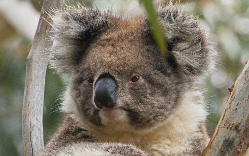 Kangaroo Island Touring Company, Cygnet River, SA