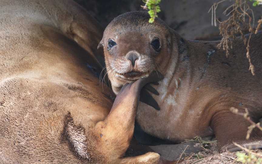 Kangaroo Island Touring Company, Cygnet River, SA