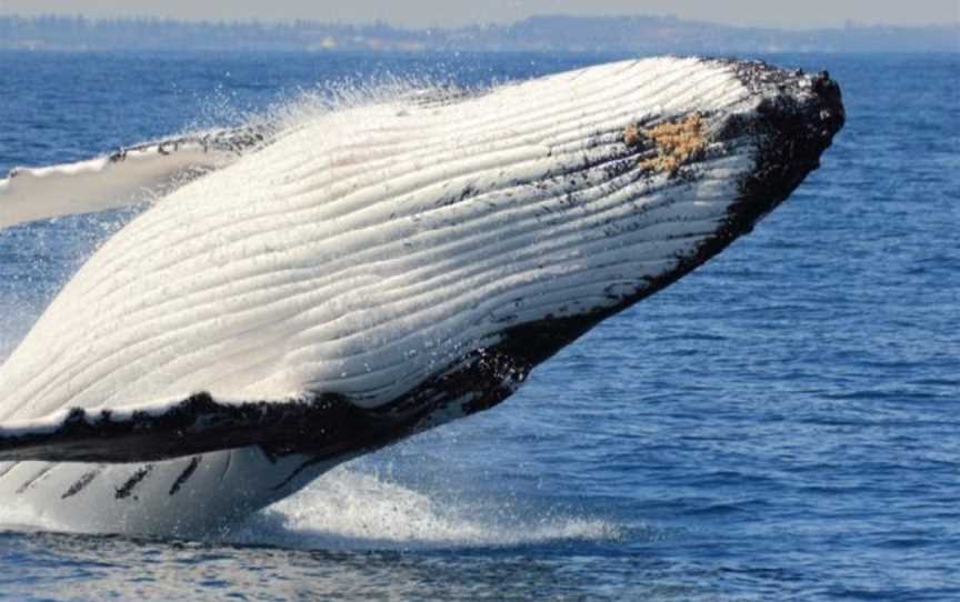 Whale Watching Perth by Rottnest Fast Ferries, Fremantle, WA