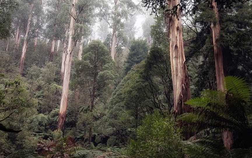 Great Forest Experiences, Healesville, VIC