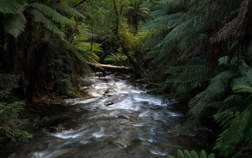 Great Forest Experiences, Healesville, VIC