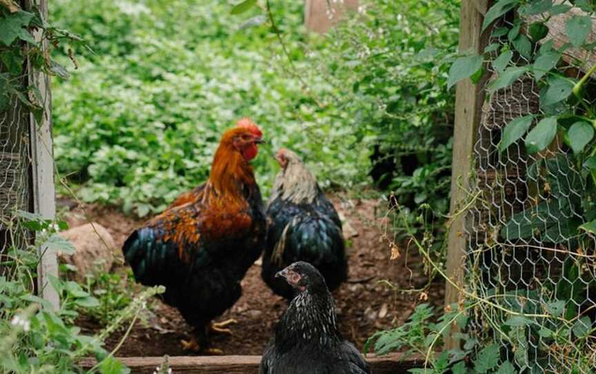 Jamberoo Valley Farm Tours, Jamberoo, NSW