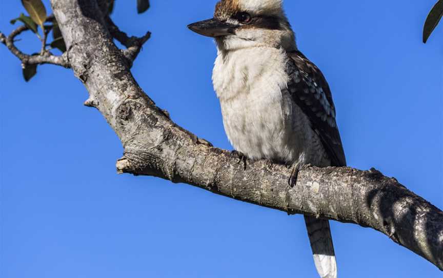 EcoWalks Tours, Sydney, NSW