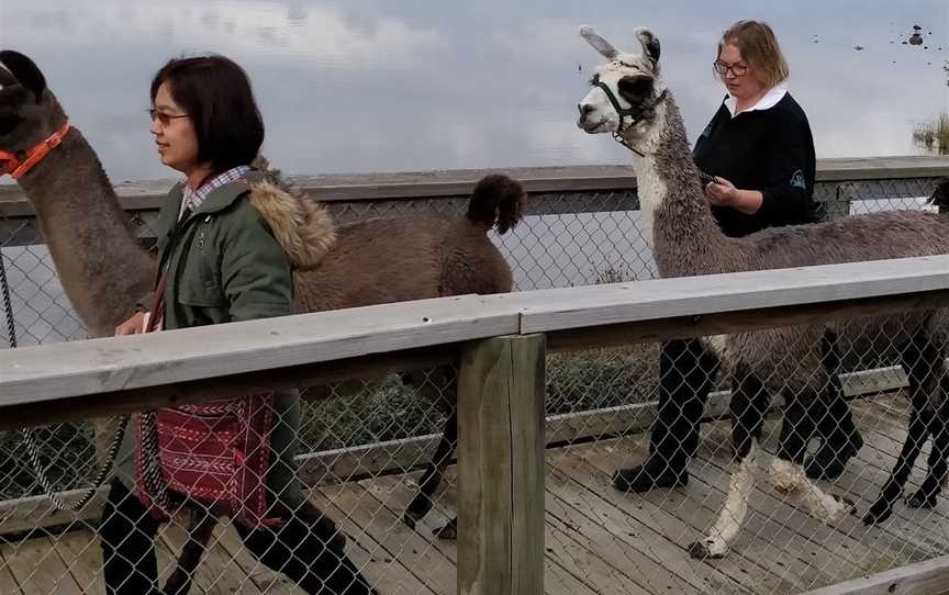 Llama Walks Tasmania, Cygnet, TAS