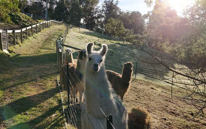 Llama Walks Tasmania, Cygnet, TAS