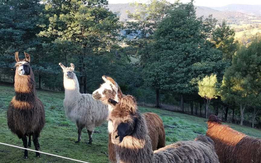 Llama Walks Tasmania, Cygnet, TAS