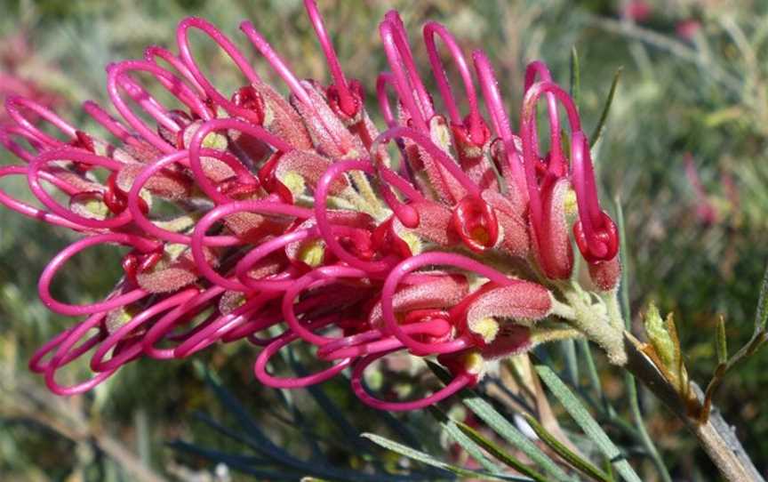 Natives 'R' Us Nursery, Traveston, QLD