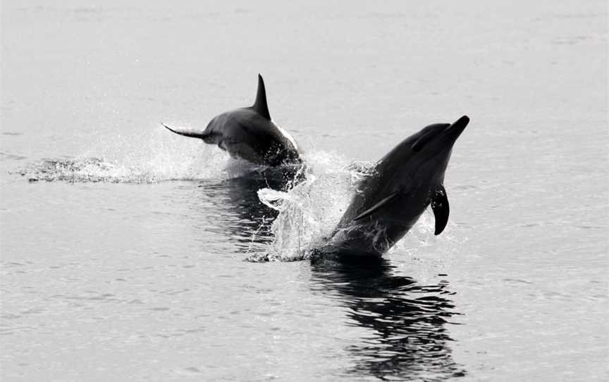 Apollo Bay Fishing Charters, Apollo Bay, VIC