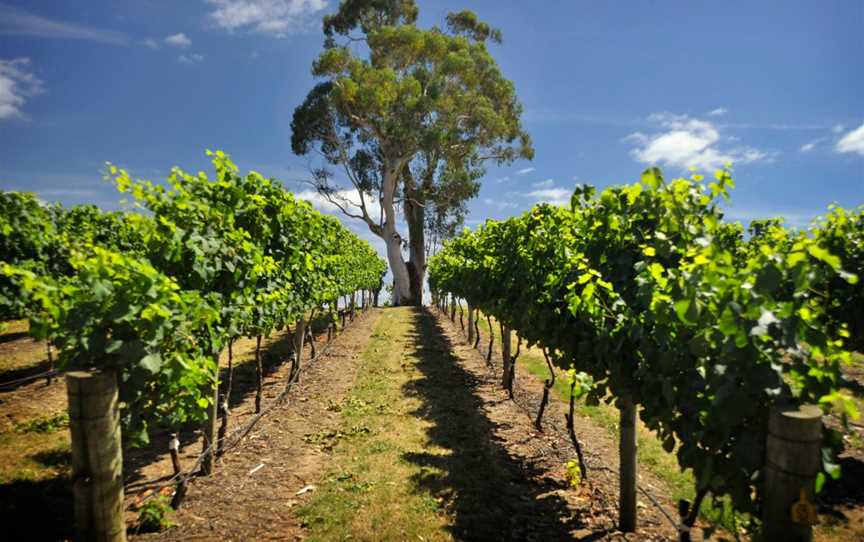 Adelaide's Top Food & Wine Tours, Adelaide, SA