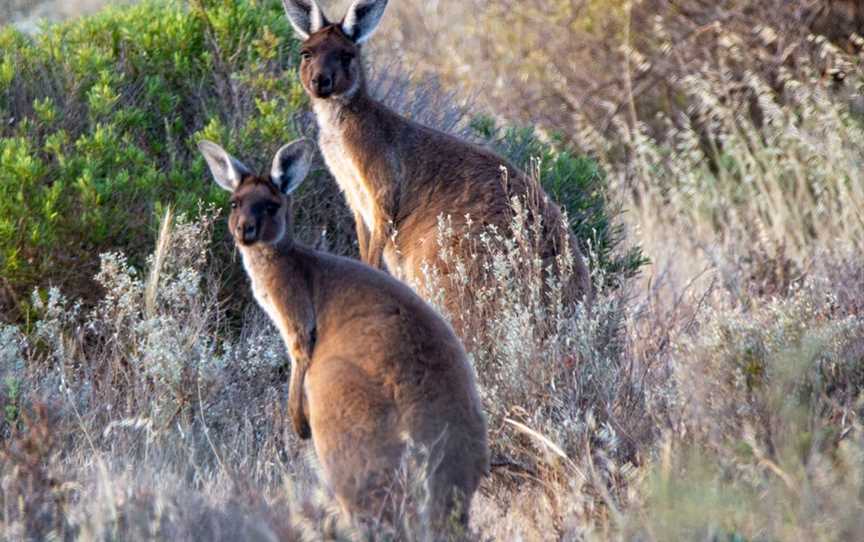 Ancient Land Tours, Ceduna, SA