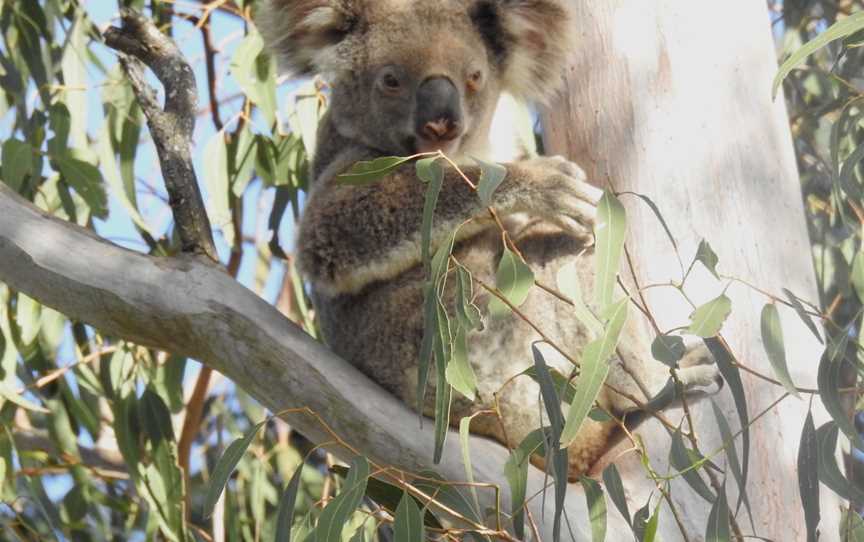 Araucaria Ecotours - Day Tours, Rathdowney, QLD