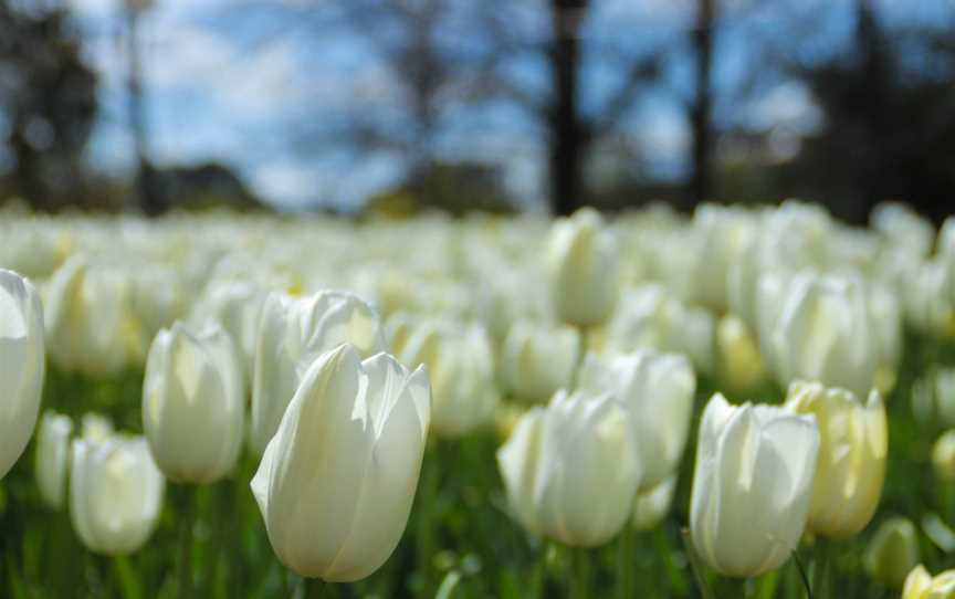 Canberra Guided Tours, Canberra, ACT