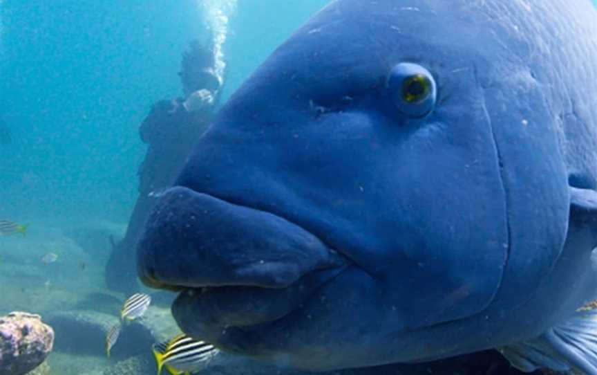 Abyss Scuba Diving, Ramsgate, NSW