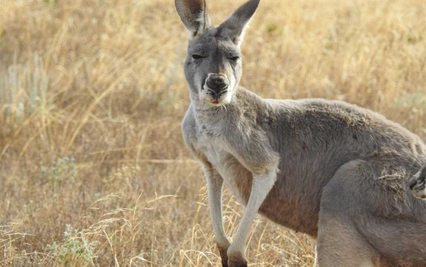 Mungo National Park Tours - Outback Geo Adventures, Balranald, NSW