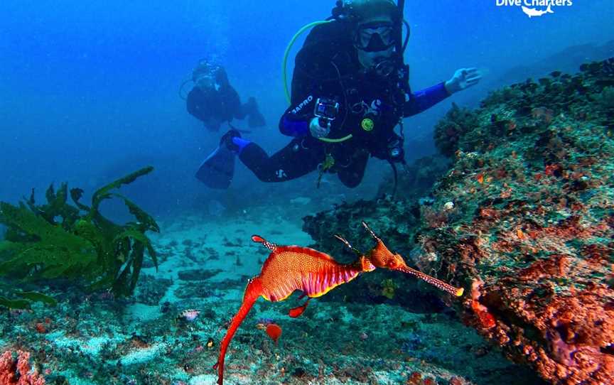 Sydney Dive Charters, Rose Bay, NSW