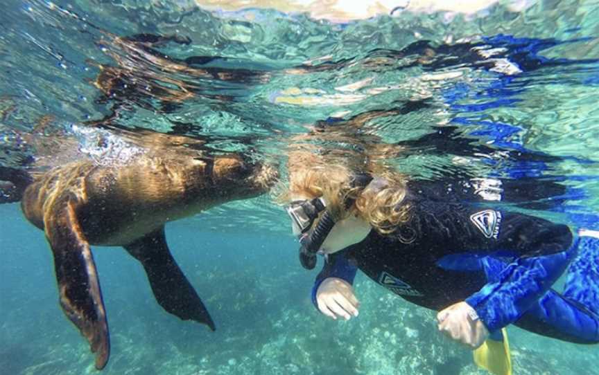 Seal Swim Australia, Narooma, NSW