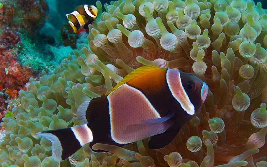 Dive Lord Howe, Lord Howe Island, NSW