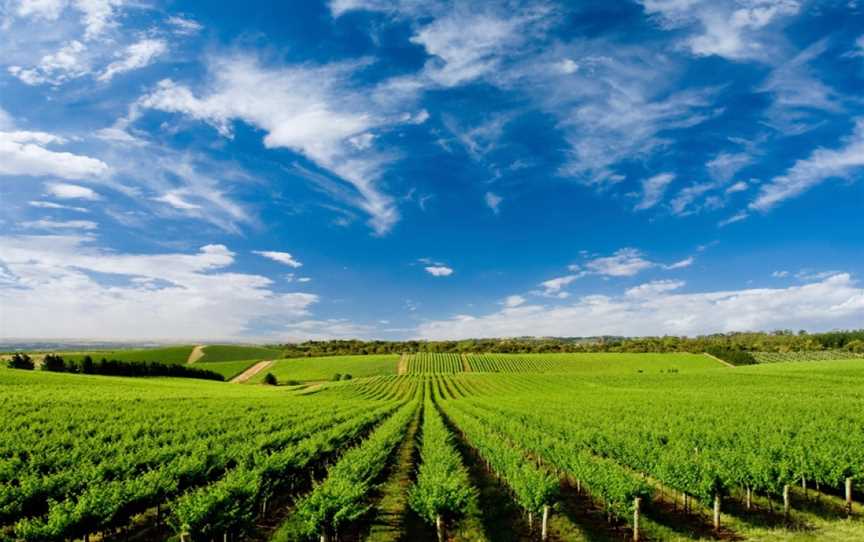 Vino & Co Tours, Queanbeyan East, NSW