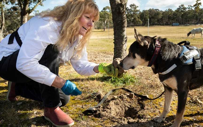 Truffle Hunting, Oallen, NSW