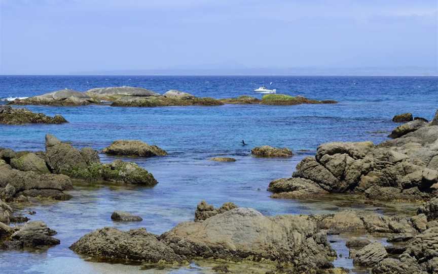 Montague Island Tours, Narooma, NSW