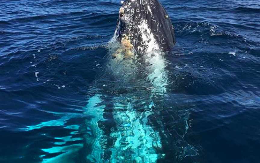 Yamba Whale Watch, Yamba, NSW