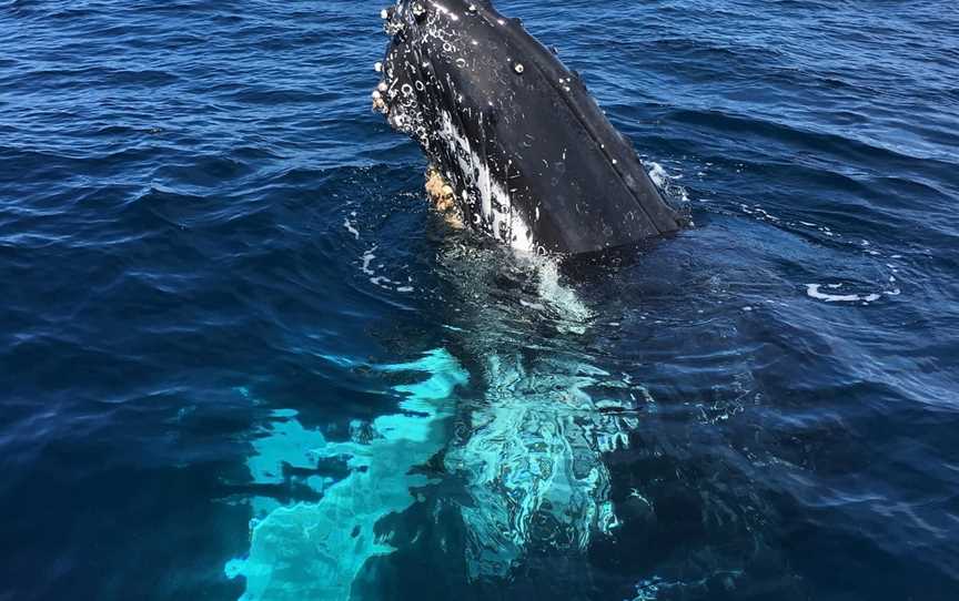 Yamba Whale Watch, Yamba, NSW