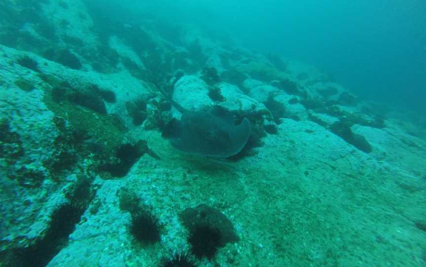 Underwater Safaris, North Narooma, NSW