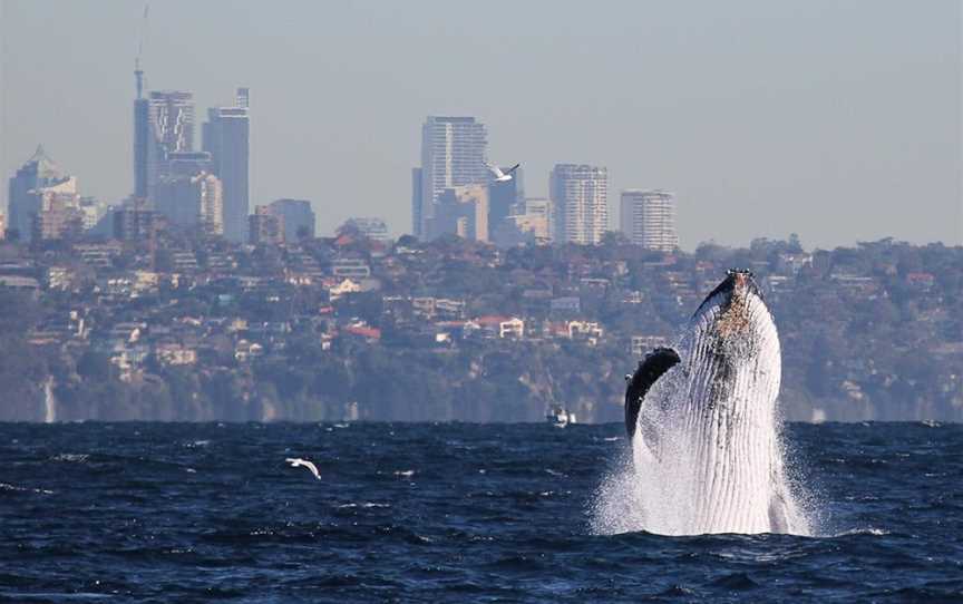 Manly Whale Watching, Manly, NSW