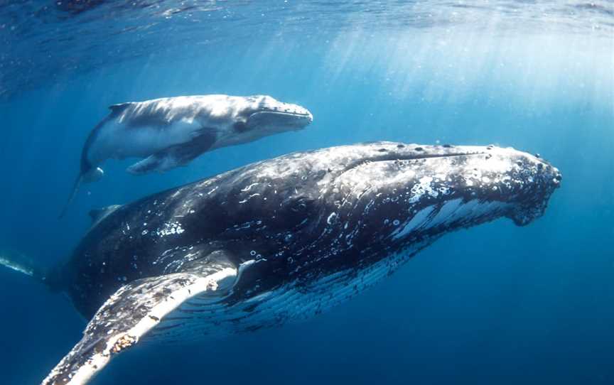 Whale One, Mooloolaba, QLD