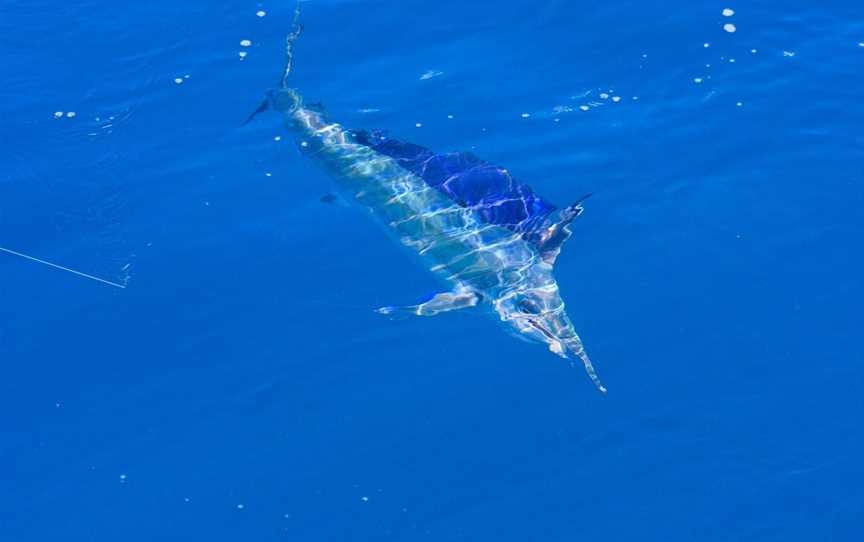 Topnotch Game Fishing, Whitsundays, QLD