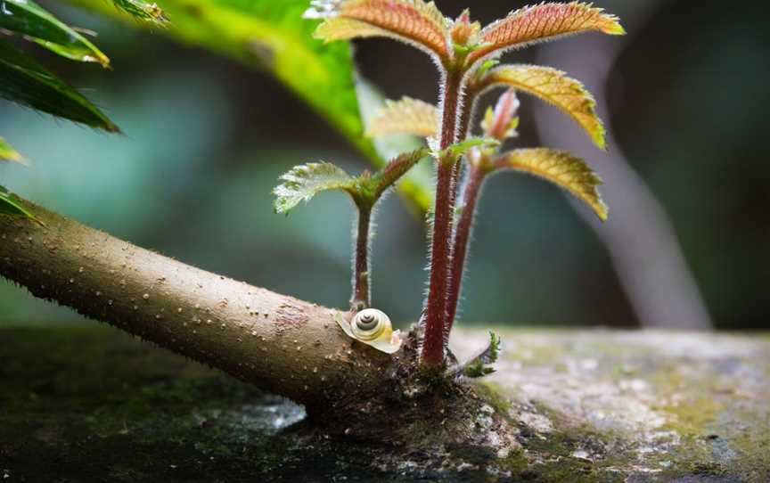 Daintree Experience, Forest Creek, QLD