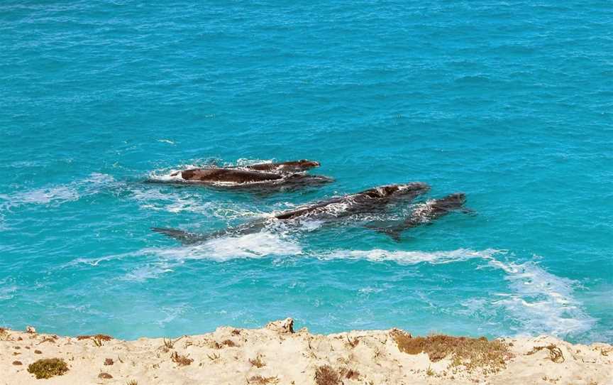 Ceduna Tours, Ceduna, SA